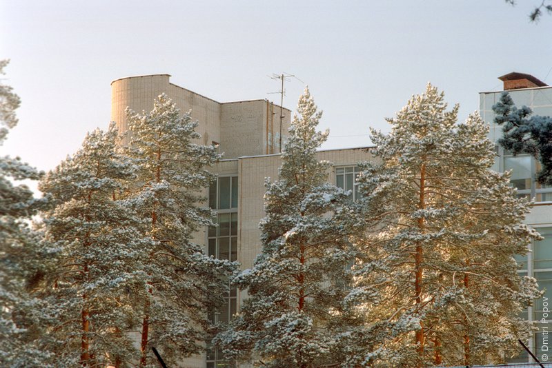 Белые сосны, голубое небо