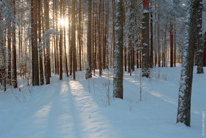 Картинки по запросу лес зимой