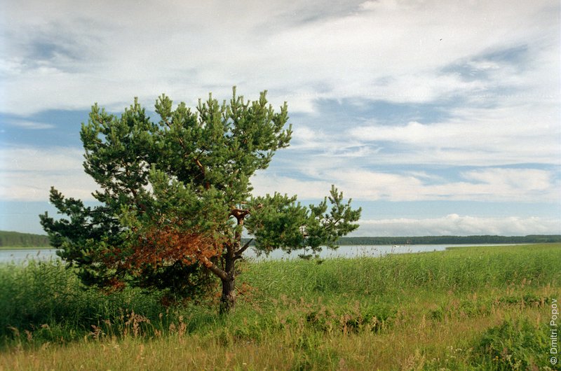Берег озера Селигер