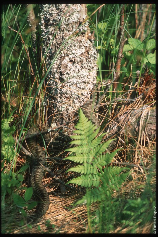 07-snake-trunk