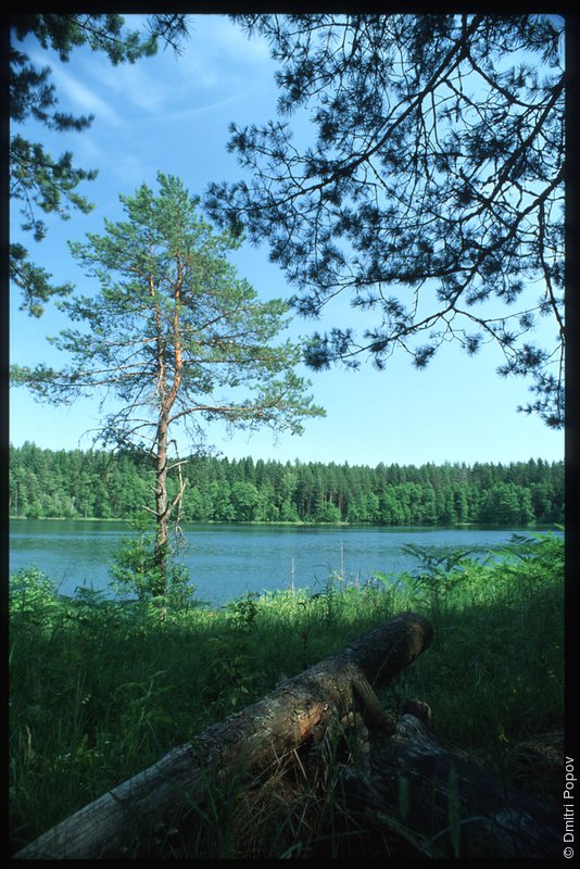 35-pine-lake