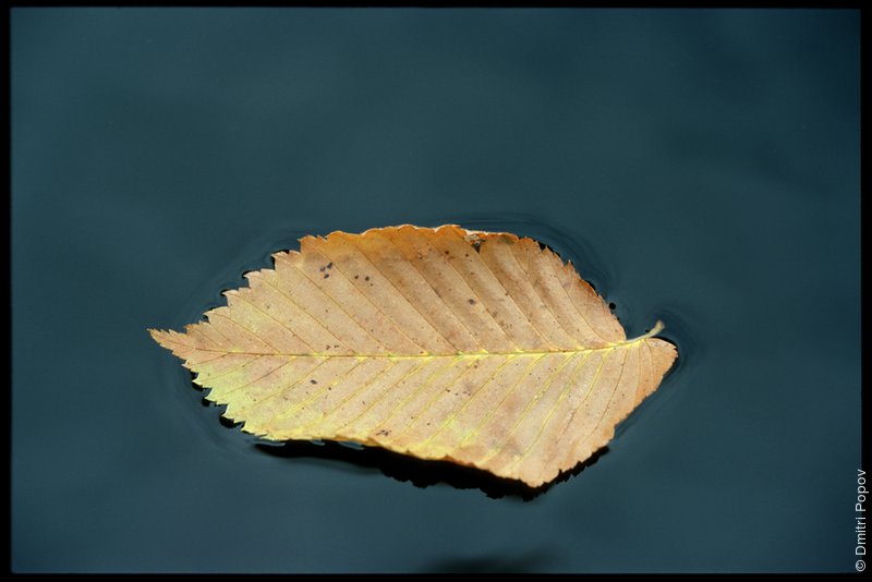 Опавший лист