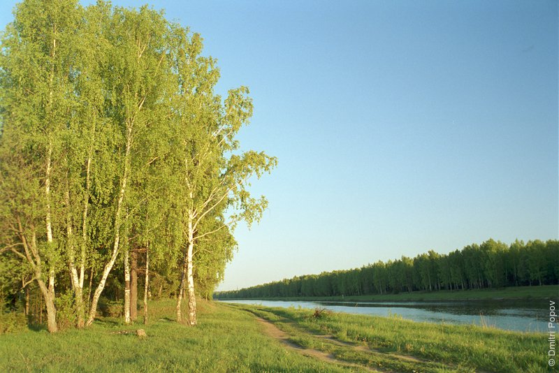 Березы на берегу канала им. Москвы