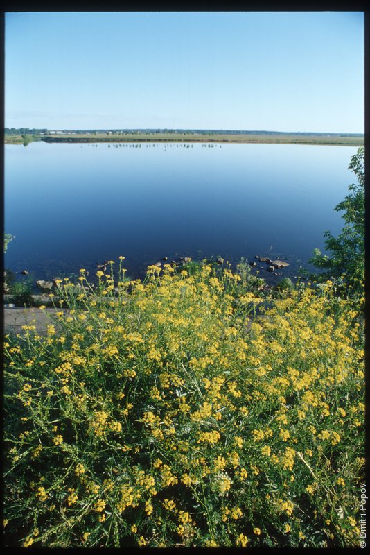 21-yellow-flowers-river