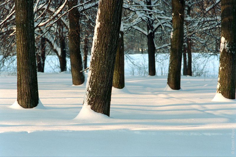 Липы под снегом