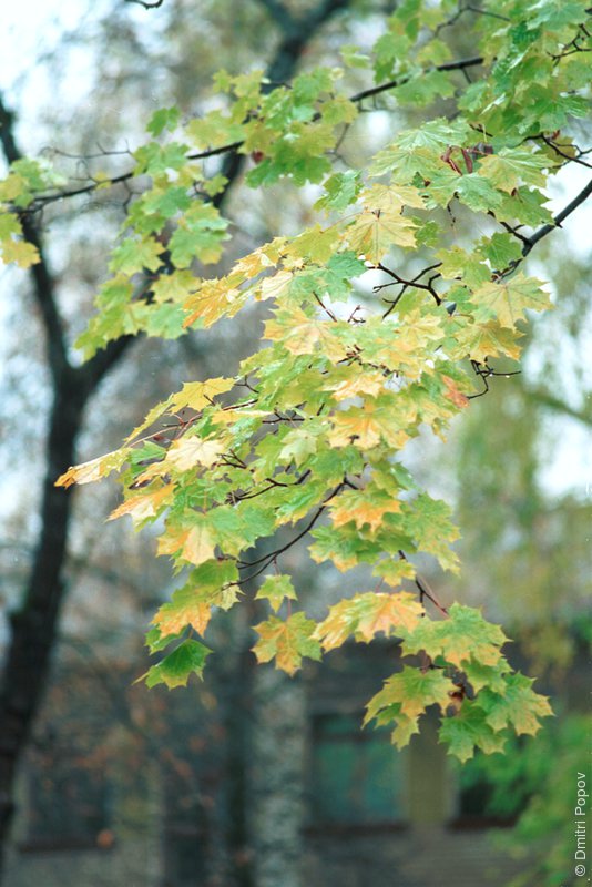 Клен