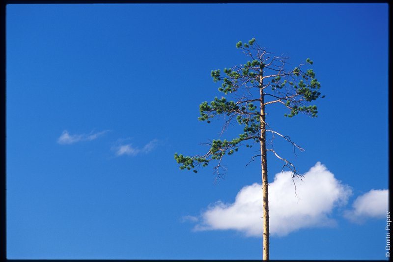 05-pine-blue-sky