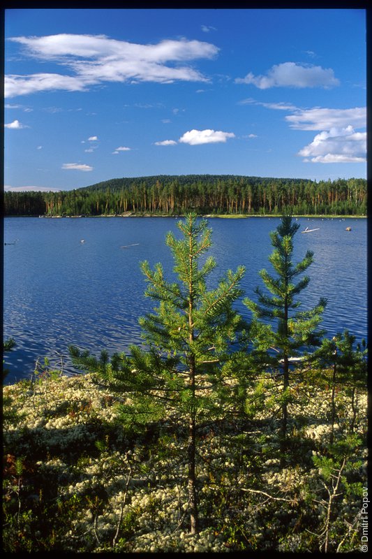 27-blue-sky-pines