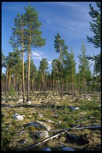 Северный лес. Лето