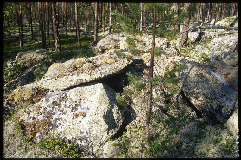 17-bunch-rocks-pine