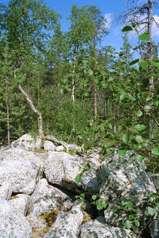 19-forest-stone