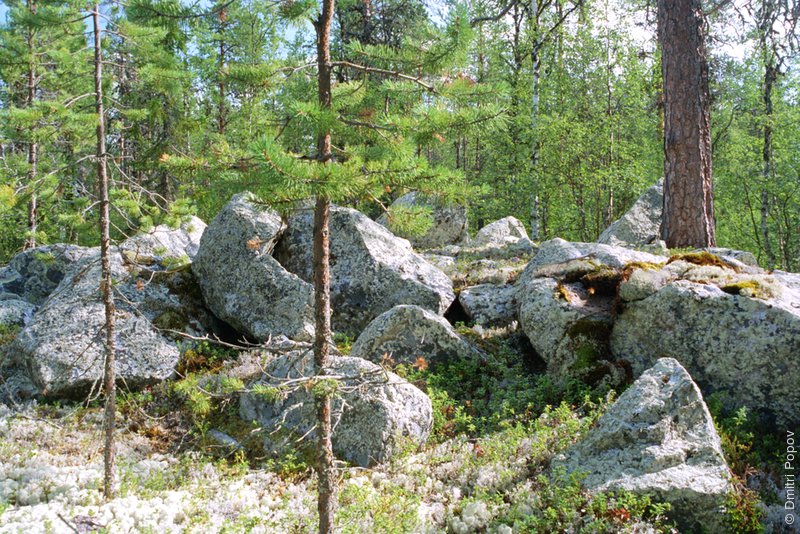 21-forest-stone