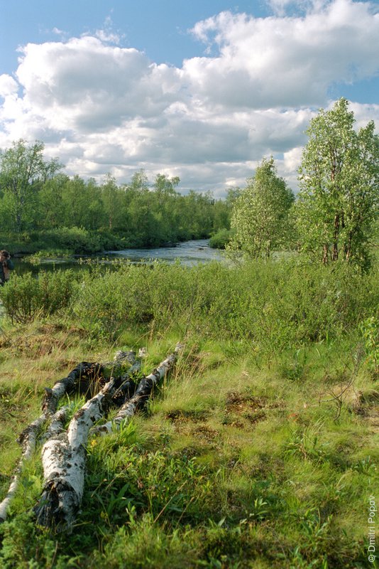 18-trunk-river