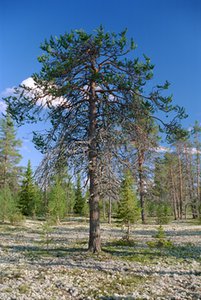 Карельская сосна