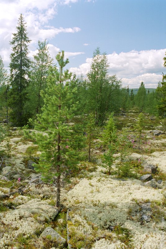 17-trees-moss