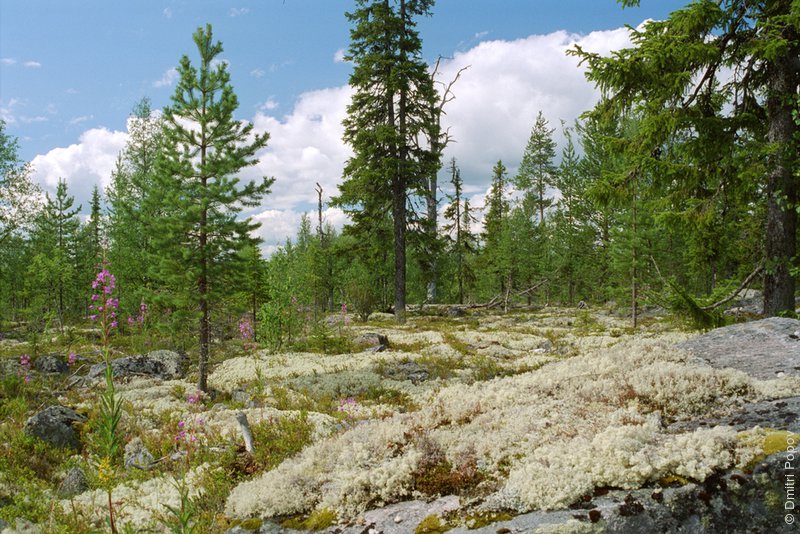 22-trees-moss