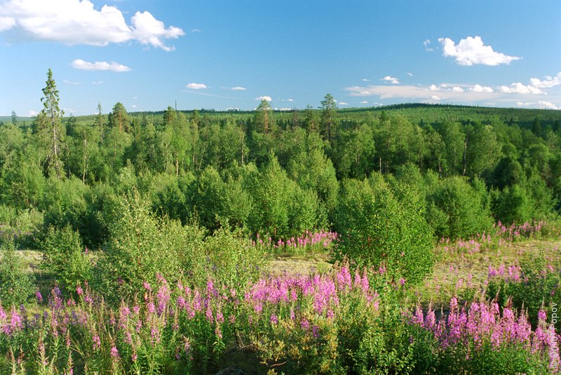 Лес в долине реки