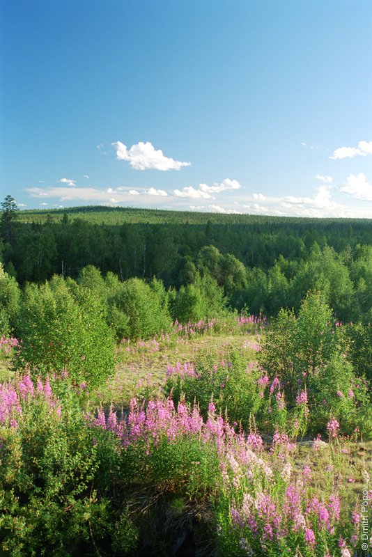 Лес в долине реки