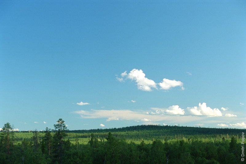 Лес в долине реки
