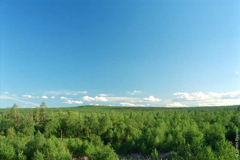Лес в долине реки