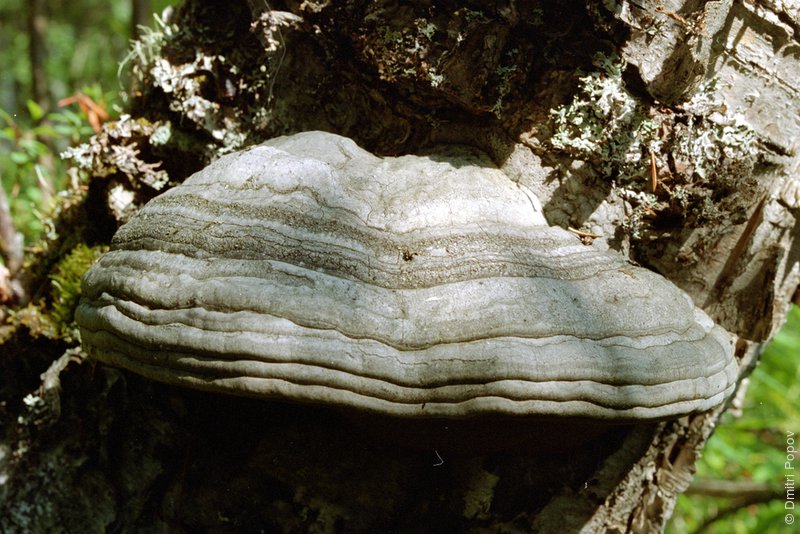 05-birch-mushroom