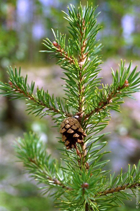 37-small-pine