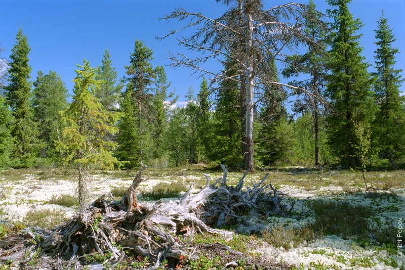 09-fallen-log