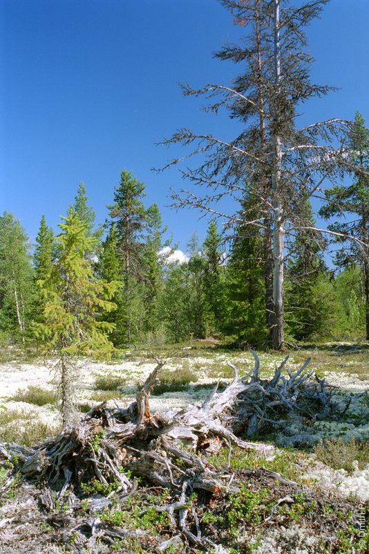 10-fallen-log