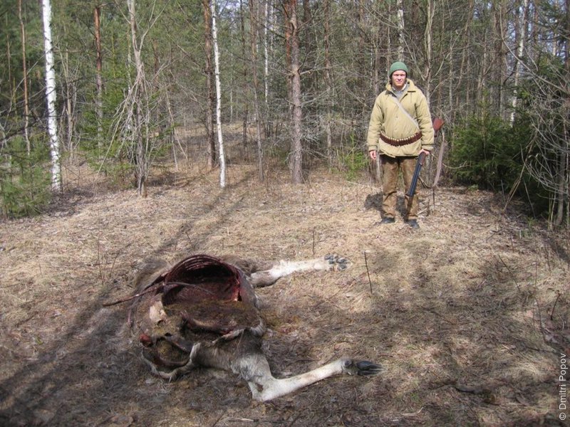 elk-eaten-by-bear