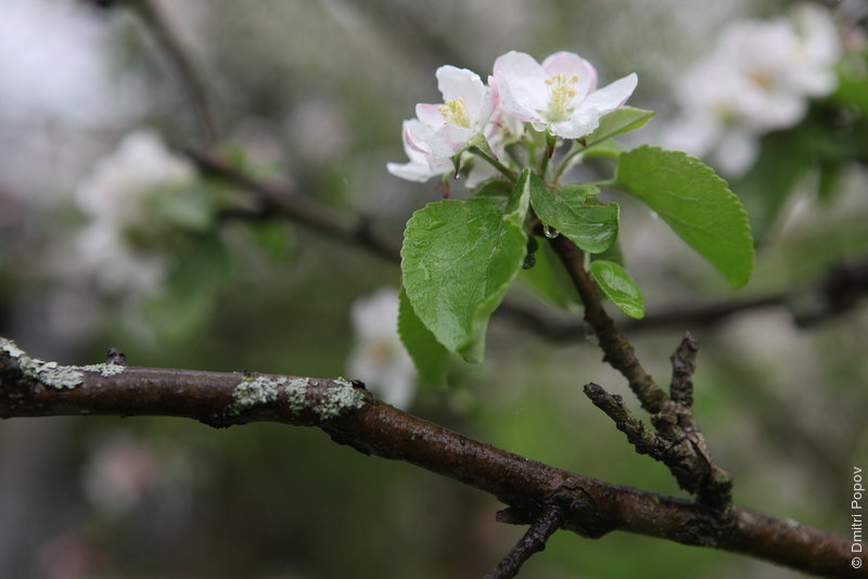 IMG_5772-apple-tree-flowers