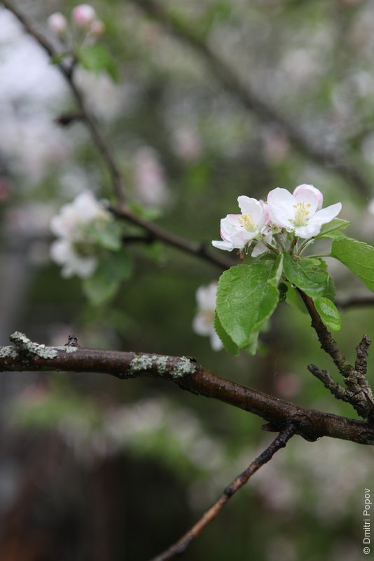 IMG_5773-apple-tree-flowers