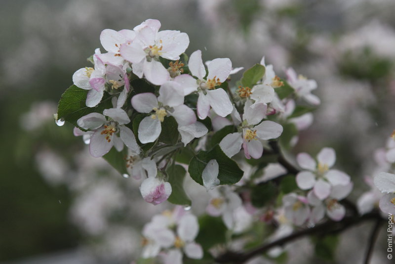 IMG_5798-apple-tree-small-flowers