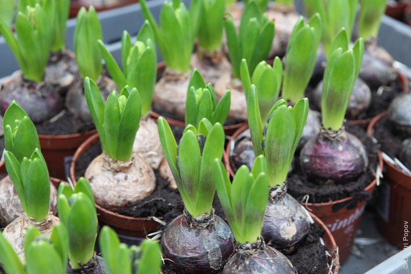IMG_3941-hyacinth-bulbs