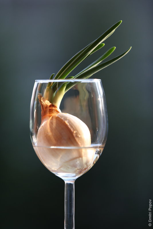 Sprouting onion in the wine glass