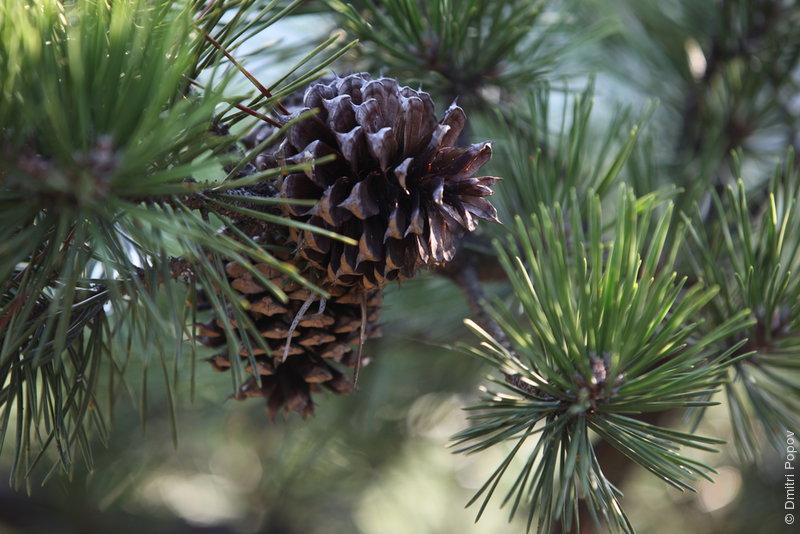 IMG_0187-pine-needles-cones