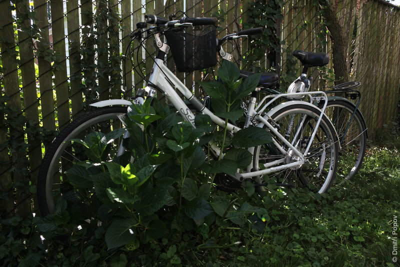 IMG_4551-bikes-bush