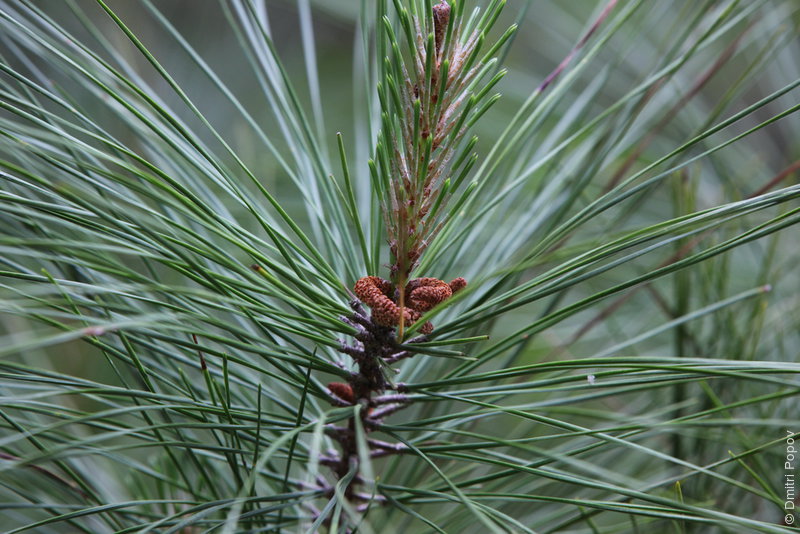 IMG_3225-pine-bud