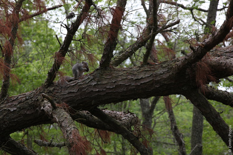 IMG_3229-fox-squirrel