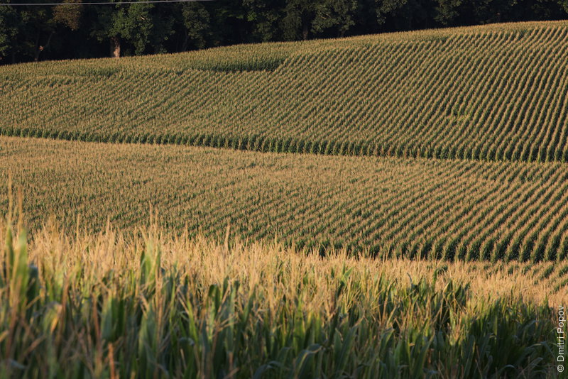 IMG_5977-corn-field