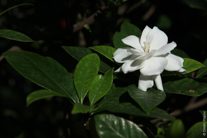 IMG_2277-everblooming-gardenia