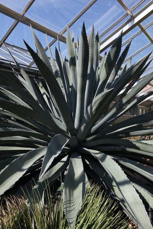 IMG_2301-agave-americana