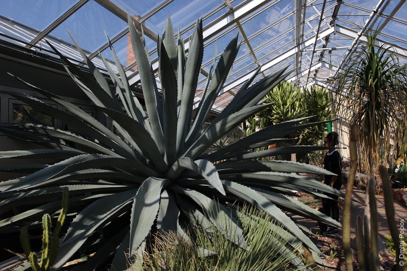 IMG_2303-agave-americana