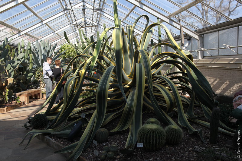 IMG_2314-agave-americana