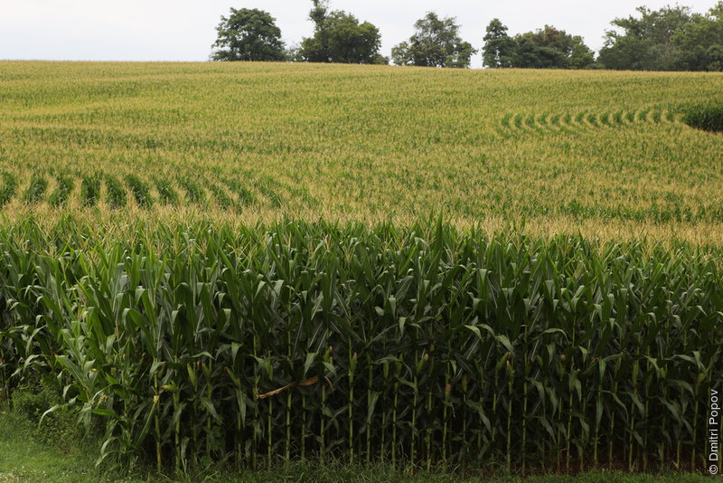 IMG_4635-cornfield