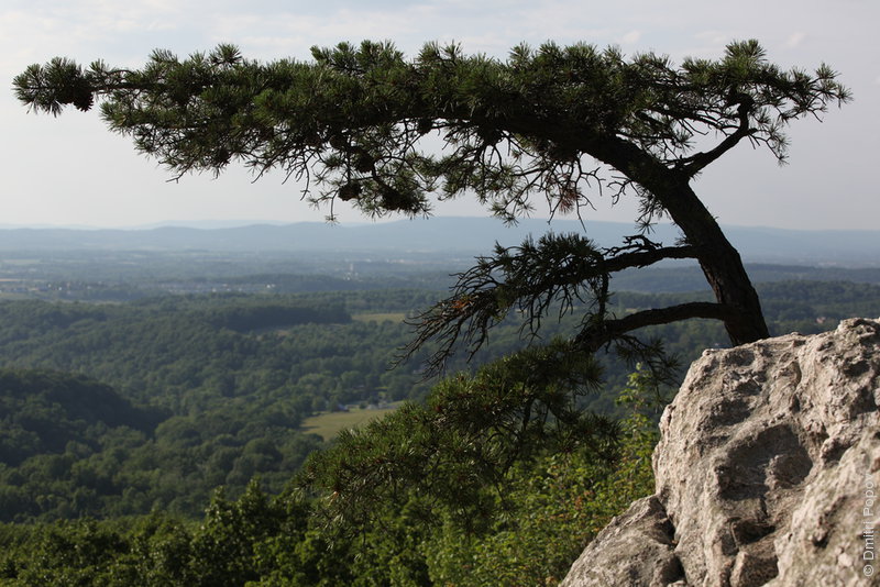 IMG_3323-white-rocks-north-view-pine