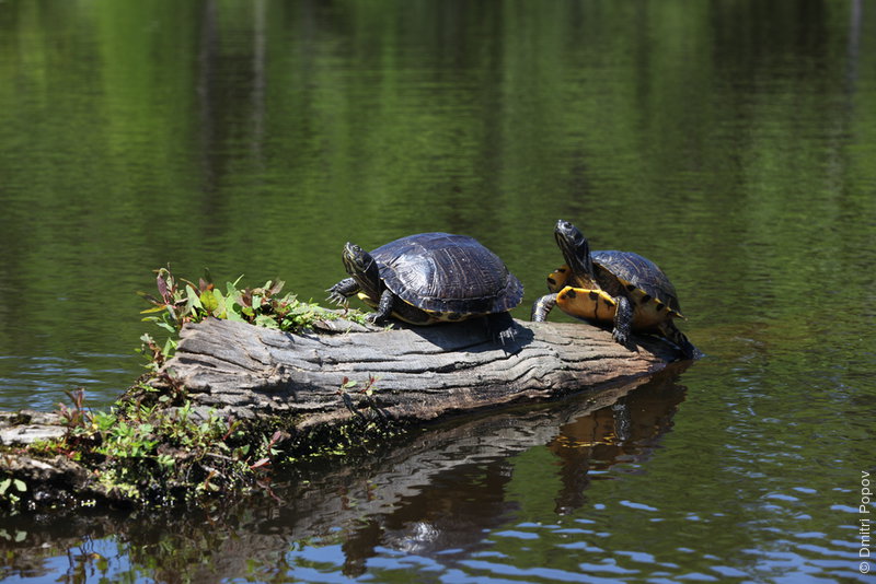 IMG_2973-pond-turtles