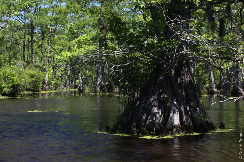 IMG_2997-tupelo-gum-trunk