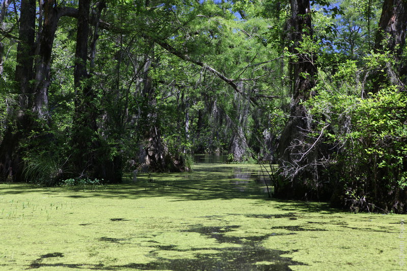 IMG_3025-duckweed