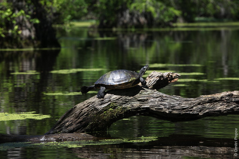 IMG_3044-pond-turtle