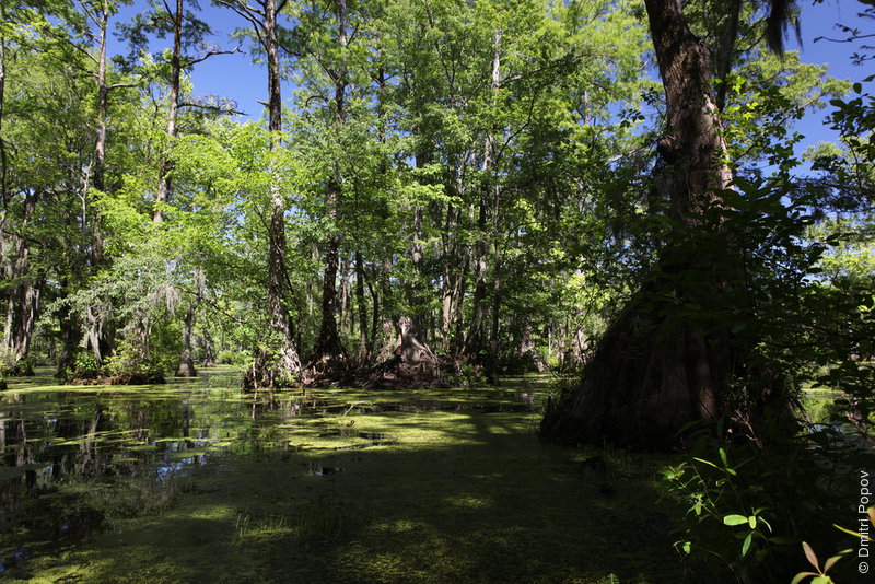 IMG_3098-duckweed-tupelo-gum-trunk